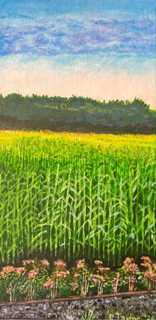 NW2_MS01_Sunrise corn_